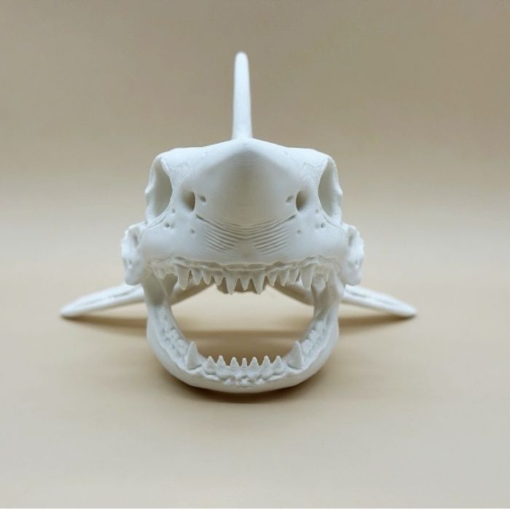 3D Printing Shark Skull Skelet - Aquarium Fish Diseases recension och pris