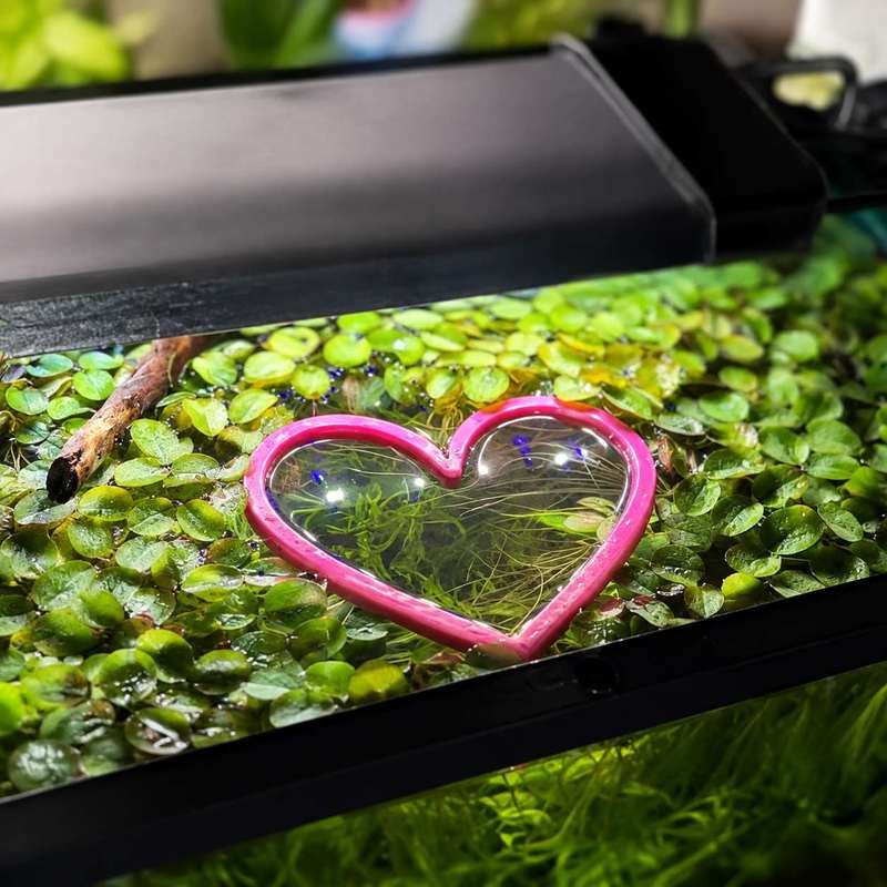 Heart Shaped Floating Fish Fee - Aquarium Fish Food recension och pris