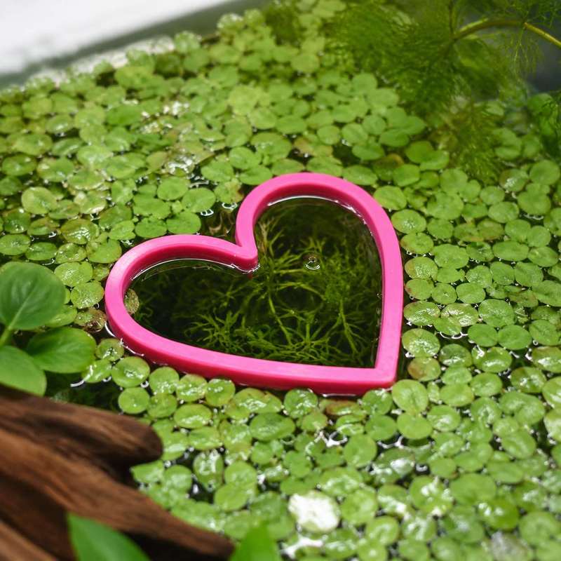 Heart Shaped Floating Fish Fee - Aquarium Fish Food recension och pris